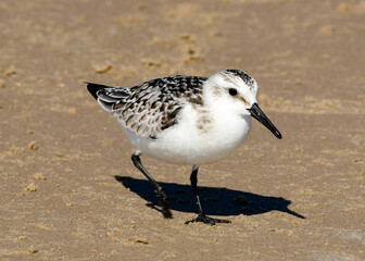 Sandpiper South Padre Island