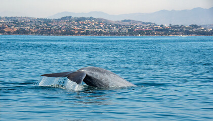 Blue whale tail fluke rising off Dana Point