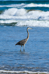 heron on the beach