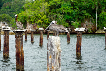 pelican sitting on a pillar