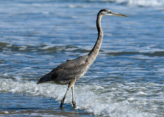 heron on the beach
