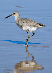 Seabird on the beach