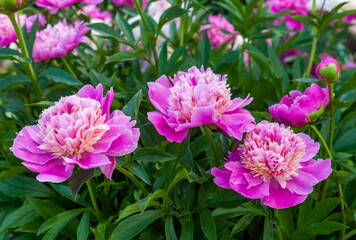 Pink peony flowers close up on a background of leaves in summer