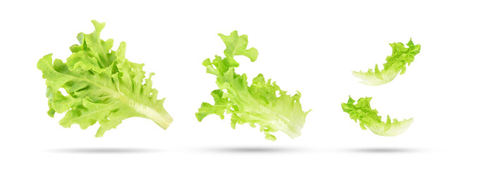 Fresh organic salad green lettuce leaves falling in the air isolated on white background. - obrazy, fototapety, plakaty