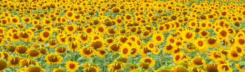 Fototapeta na wymiar Field of yellow flowers Sunflower in summer