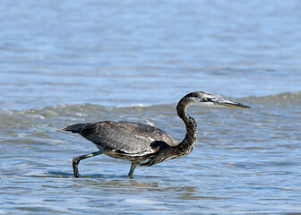 great blue heron in the sea fishing