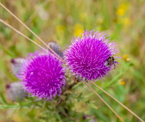 Pink Thistle flower with bumblebee close-up on grass background in summer