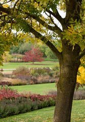 View of the Essex countryside in autumn, photographed at a garden near Chelmsford, Essex UK with a tree trunk in the foreground framing a maple tree with red leaves.