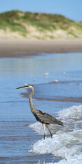 Heron on the beach