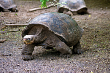 Galapagos Giant Tortoise on Isabela Island - Ecuador