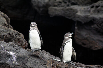 Galapagos Penguins on Bartolome Island in the Galapagos Islands Archipelago - Ecuador