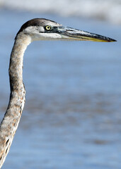 close up of great blue heron