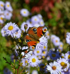 Schmetterling landet auf Herbstaster - Pfauenauge 