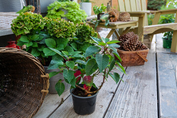 large pine cones in a basket, on a backyard autumn still life. High-quality photo