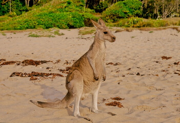 Eastern grey kangaroo