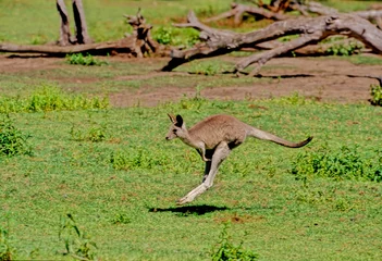 Rolgordijnen Eastern grey kangaroo © miropa20