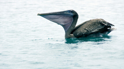 Pelican fishing in Santa Cruz Island - Galapagos Archipelago - Ecuador
