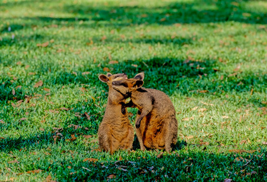 Swamp Wallaby