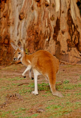 Red kangaroo © miropa20