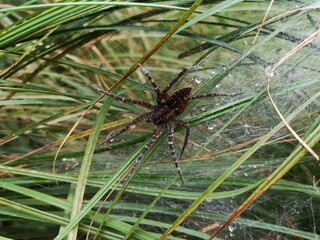 spider on a web