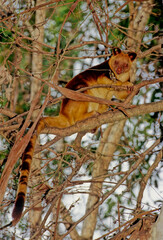 Matschie's tree-kangaroo