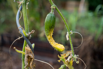 Schrumplige Gurke mit gelb gefärbtem Fruchtansatz an Gurkenpflanze mit Nährstoffmangel im Herbst 