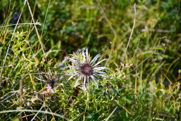 Silver thistle in a meadow