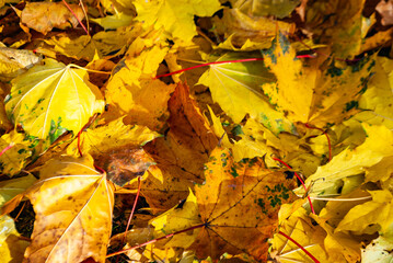 Autumn background of yellow maple leaves close-up