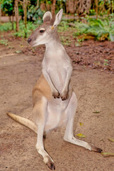 Antilopine kangaroo