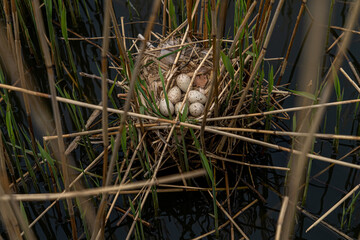 Moorhen nest built into reed bed on village pond