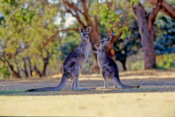 The eastern grey kangaroo (Macropus giganteus) is a marsupial found in the eastern third of Australia, with a population of several million