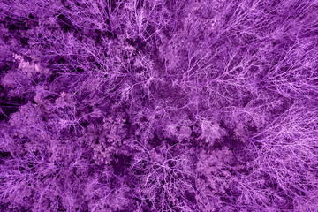 Amazing and Grand Bewitched Modern Scenery of  Big Violet Wallpaper Pattern in Paint Art Nature. Aerial View Forest Landscape in Magic Day. Concept Wildlife and Nature Wide Shot