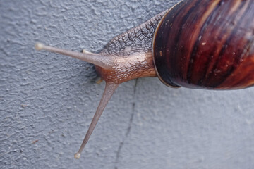 snail on the gray wall