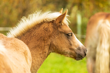Haflinger - Pferd - Fohlen - Allgäu 