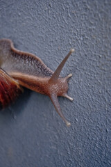 snail on the gray wall