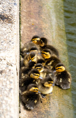 Mallard Duckling Duckling Huddled Together group shot low level water view