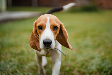 Portrait of a beagle in the grass