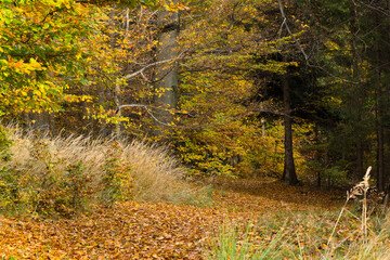 Sunny autumn day in the mountain forest