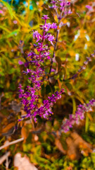 flowers in the forest