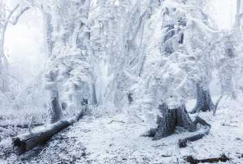 Frozen tree in winter landscape