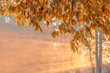 Jesienny krajobraz, promienie słoneczne - obrazy, fototapety, plakaty