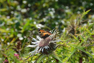 Fototapeta na wymiar Silver thistle with an orange butterfly in a meadow