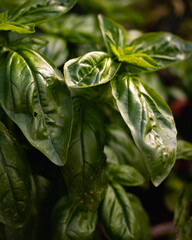 close-up photograph of several basil leaves