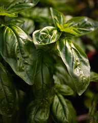 close-up photograph of several basil leaves