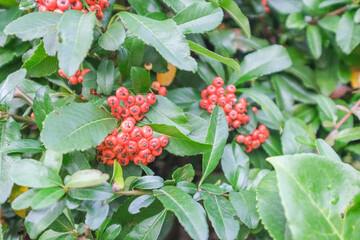red berries on a bush