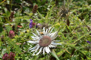 Silberdistel   ( Carlina acaulis )  mit Ihrer sternf&ouml;rmiger Blattrosette  auf einer  Kalkmagerwiese  in der hohen Rh&ouml;n, Deutschland 