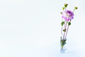 Purple dahlia flower in a transparent vase on a blue background