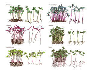 Six hand drawn fresh microgreens sprouts