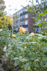 rose flowers in the garden