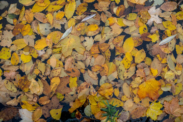 autumn lake water houses leaves yellow